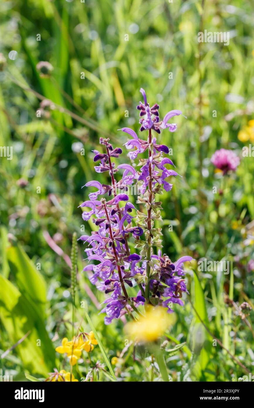 Salvia pratensis, known as Meadow clary, Meadow sage Stock Photo - Alamy