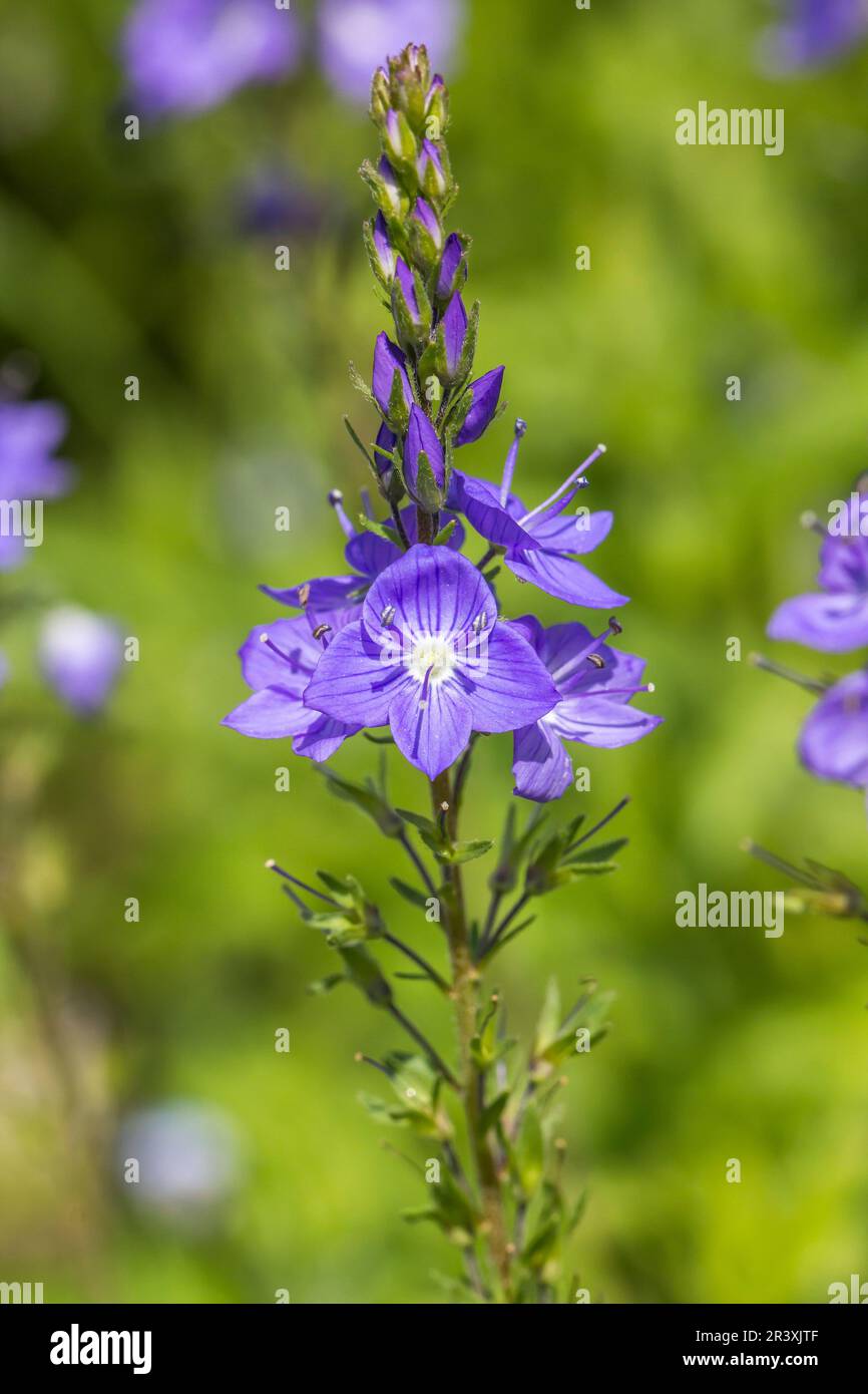 Veronica teucrium, known as Speedwell Stock Photo