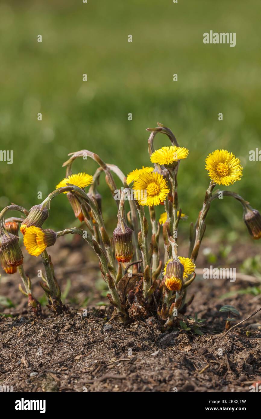 Does Coltsfoot Live In Alaska