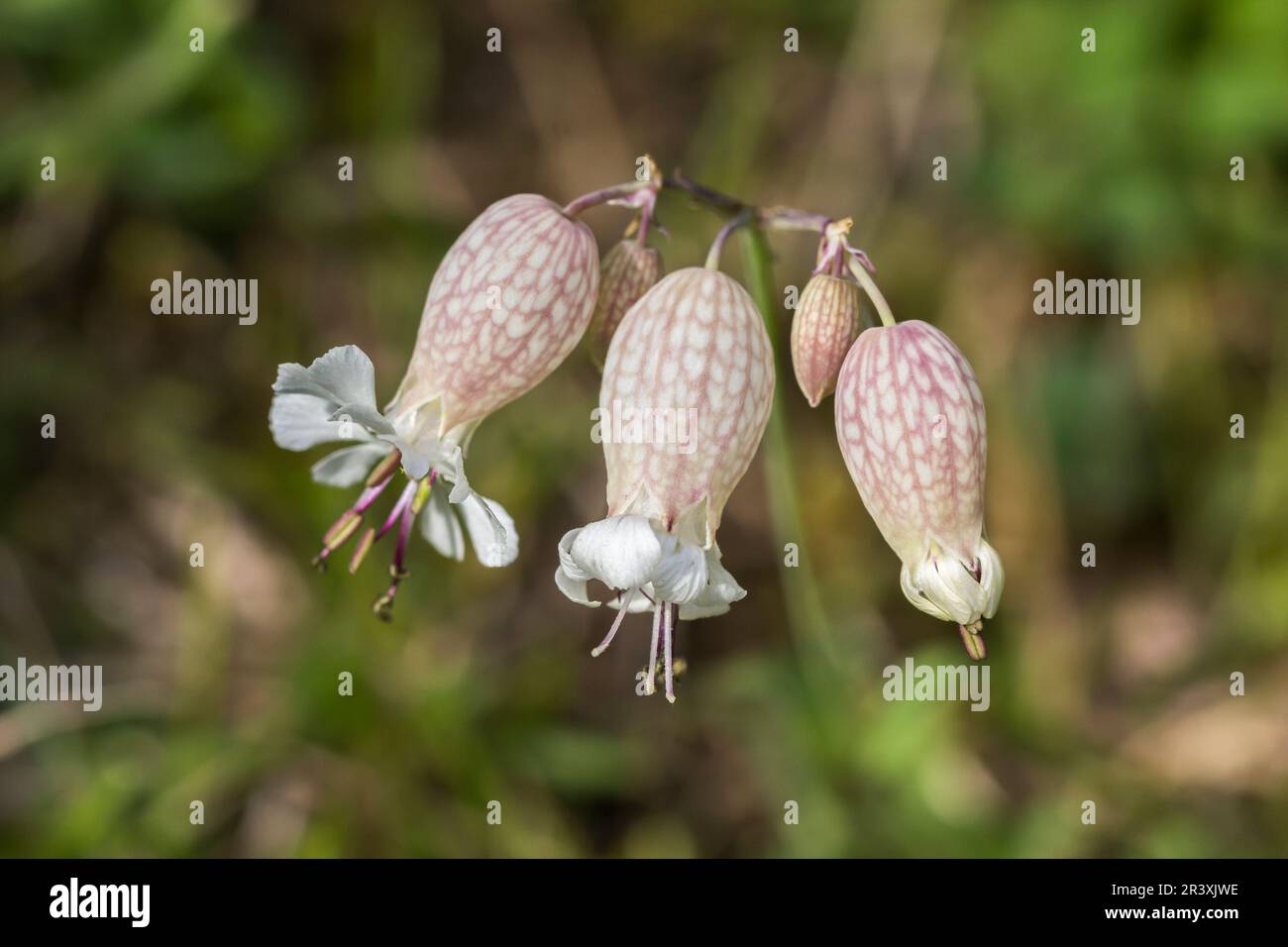 Silene vulgaris, ssp. humilis, known as Bladder campion, Maidenstars Stock Photo