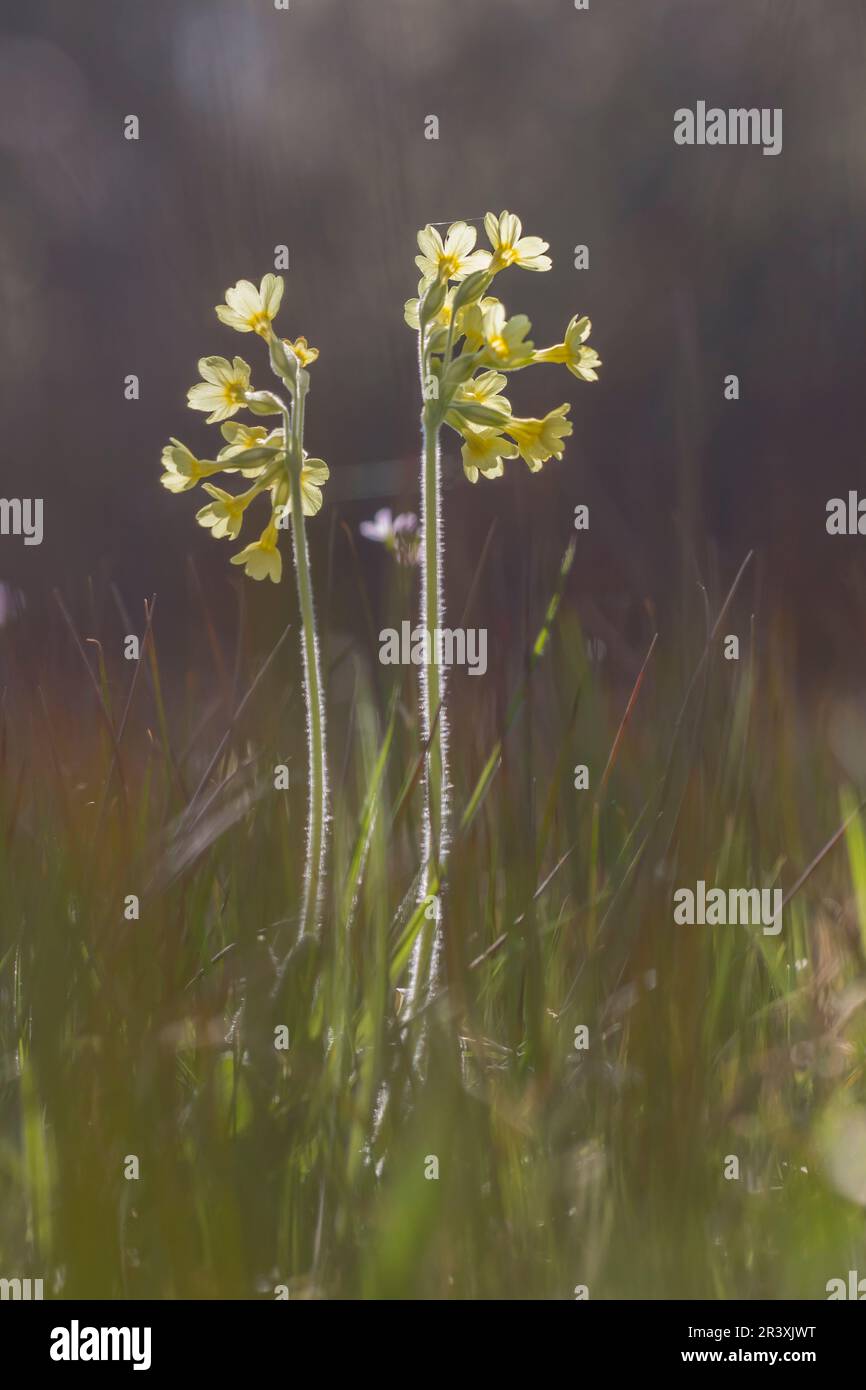 Primula elatior, commonly known as the Oxlip, True oxlip Stock Photo ...