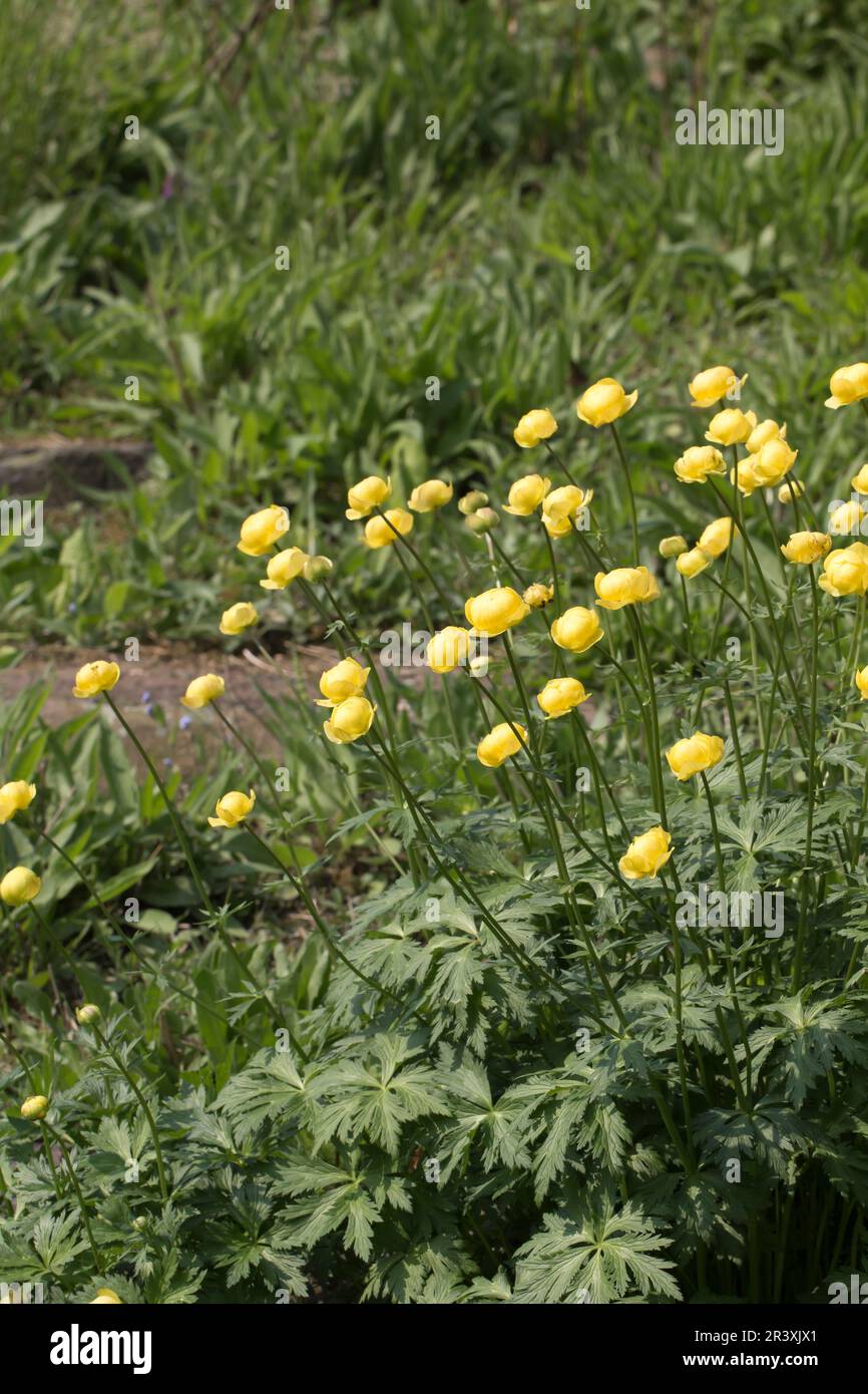Trollius europaeus, known as the Globe flower, Globeflower, Globe