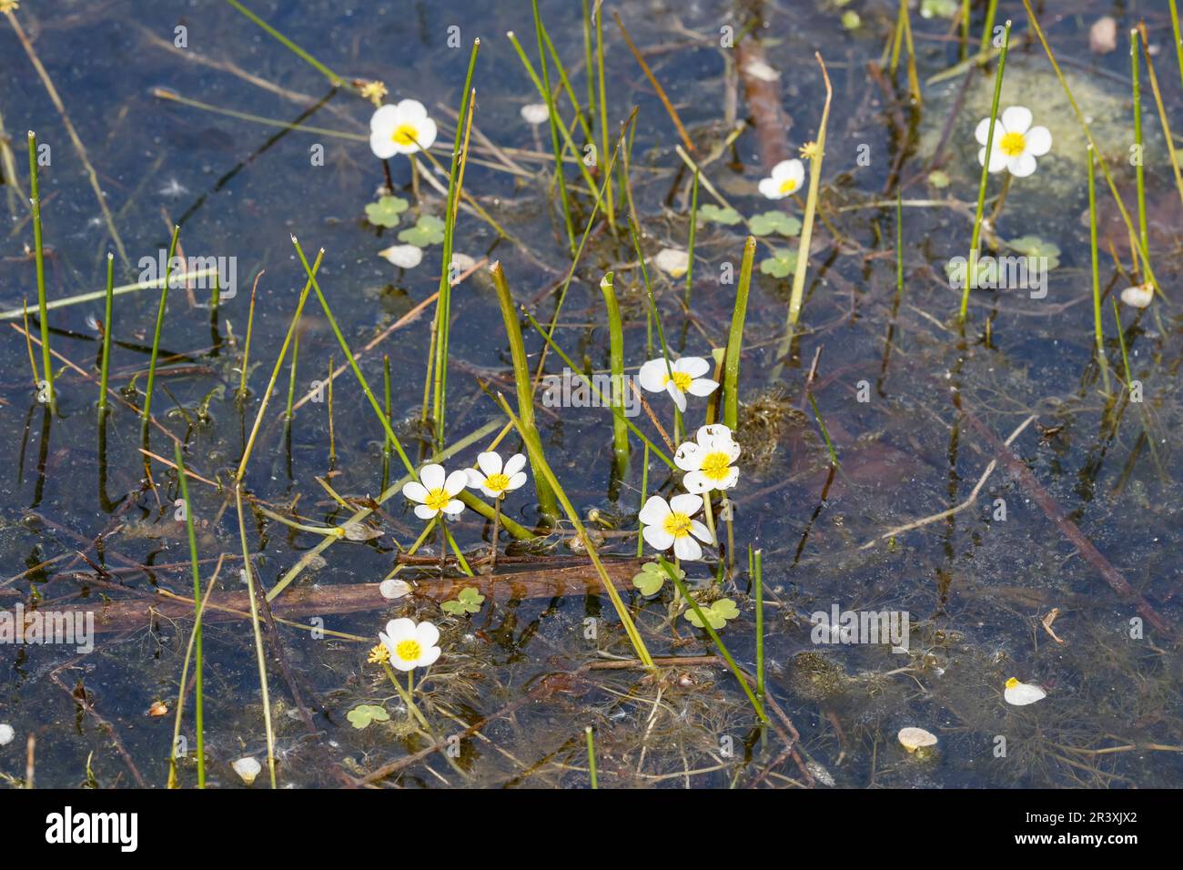 Ranunculus aquatilis, known as Common water-crowfoot, White water-crowfoot, White water buttercup Stock Photo