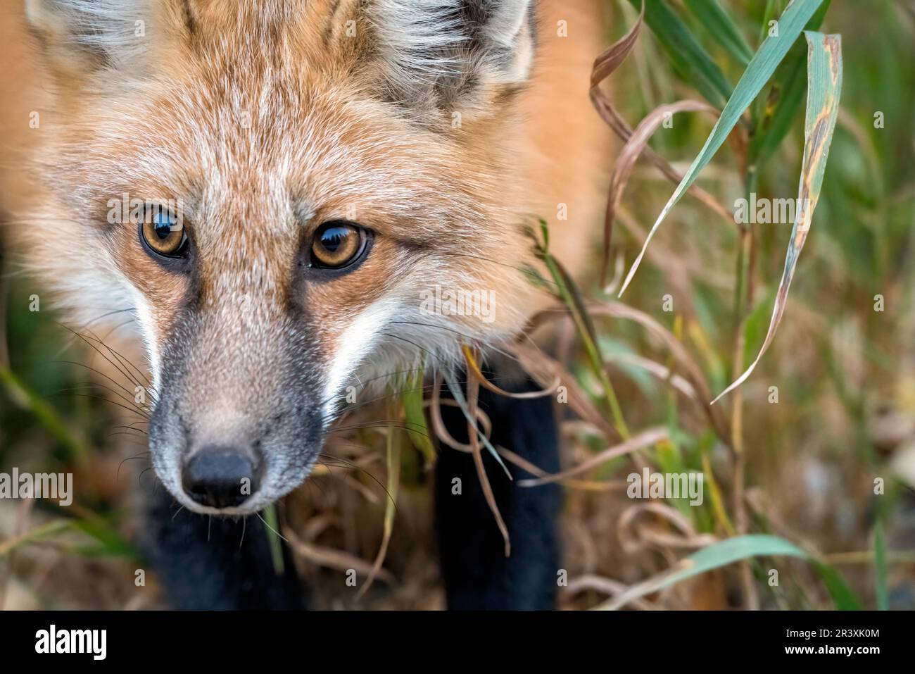 Wild Red Fox Stock Photo - Alamy