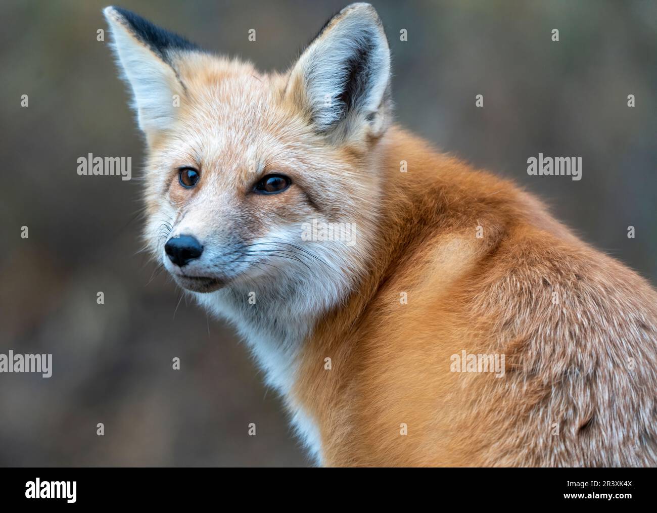 Wild Red Fox Stock Photo - Alamy