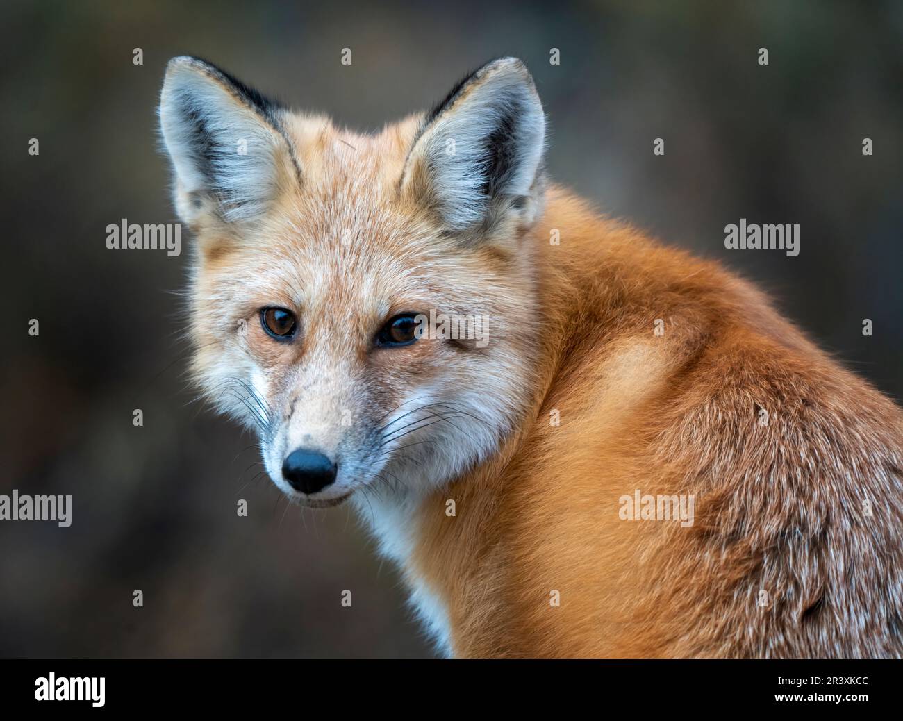 Red fox carnivore hi-res stock photography and images - Alamy