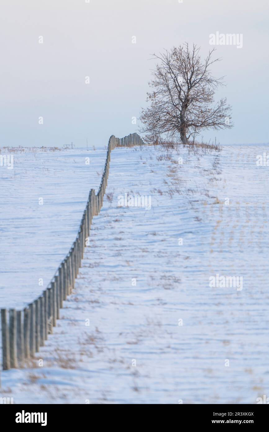 Prairie Winter Scenes rural Saskatchewan Canada Lone Tree Stock Photo
