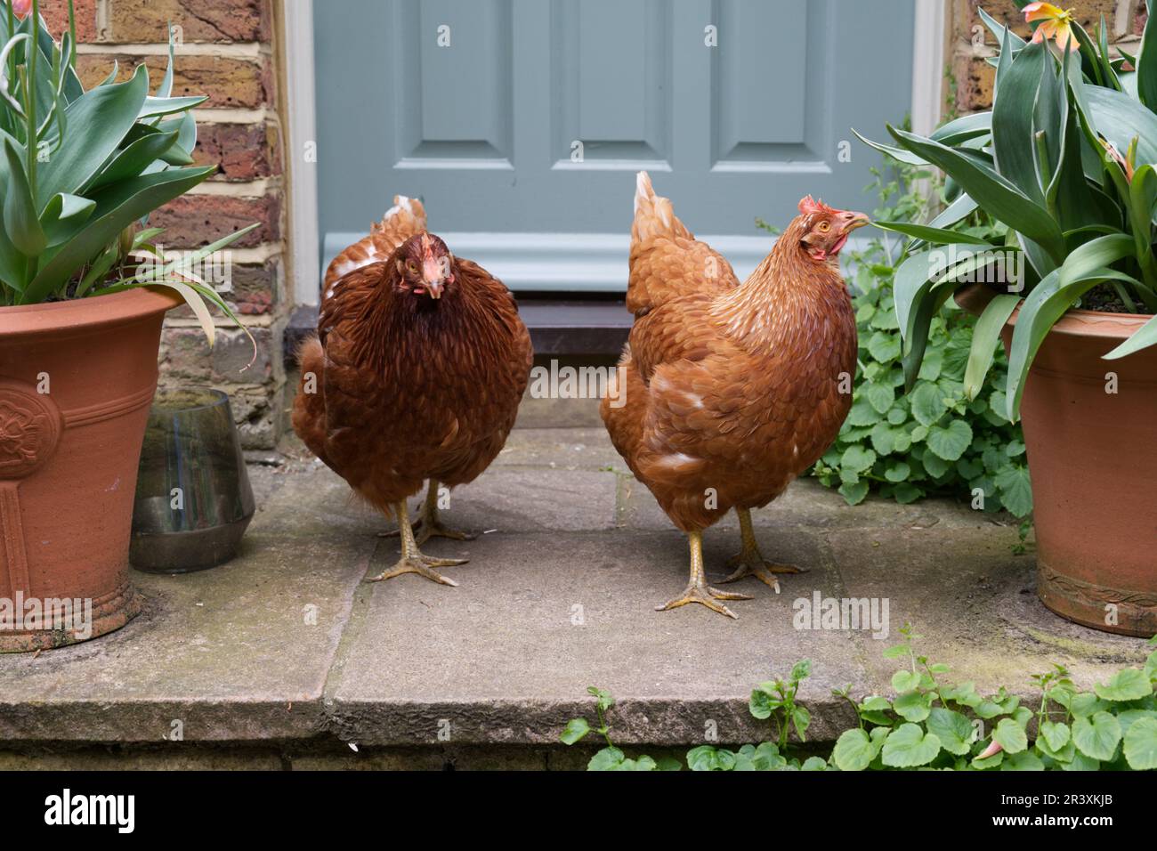 two pet chicken trying to get into a door Stock Photo