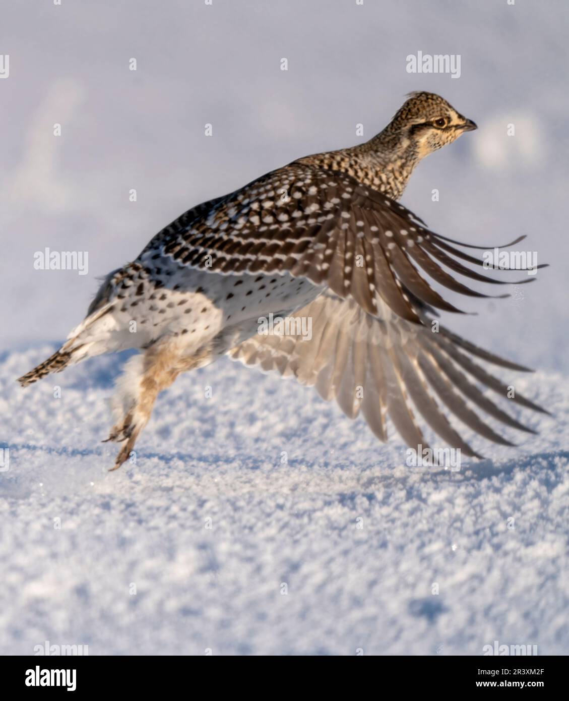 Sharp Tailed Grouse Stock Photo Alamy