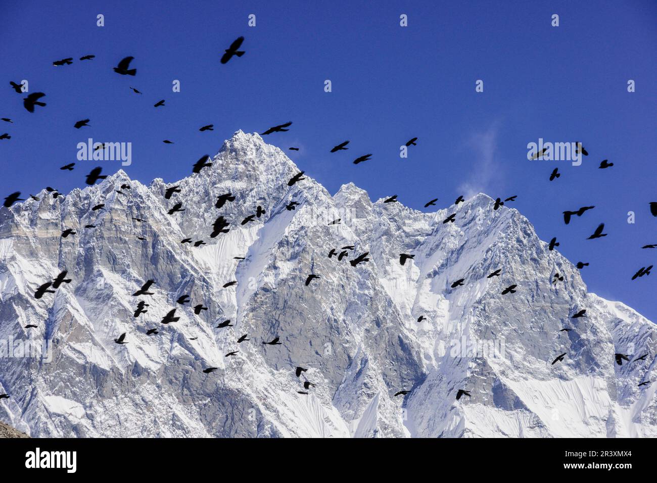 chovas del himalaya.Chhukhung.glaciar Lhotse.Sagarmatha National Park, Khumbu Himal, Nepal, Asia. Stock Photo