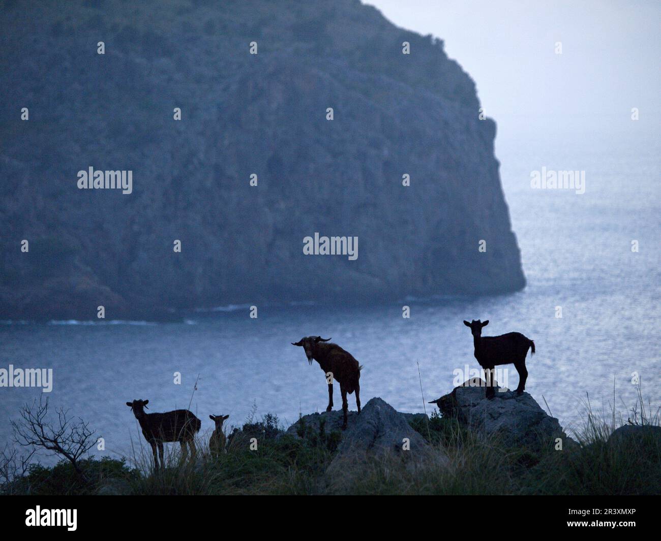 Cabras cimarronas frente el morro de Cala Roja.Escorca.Sierra de Tramuntana.Baleares.España. Stock Photo