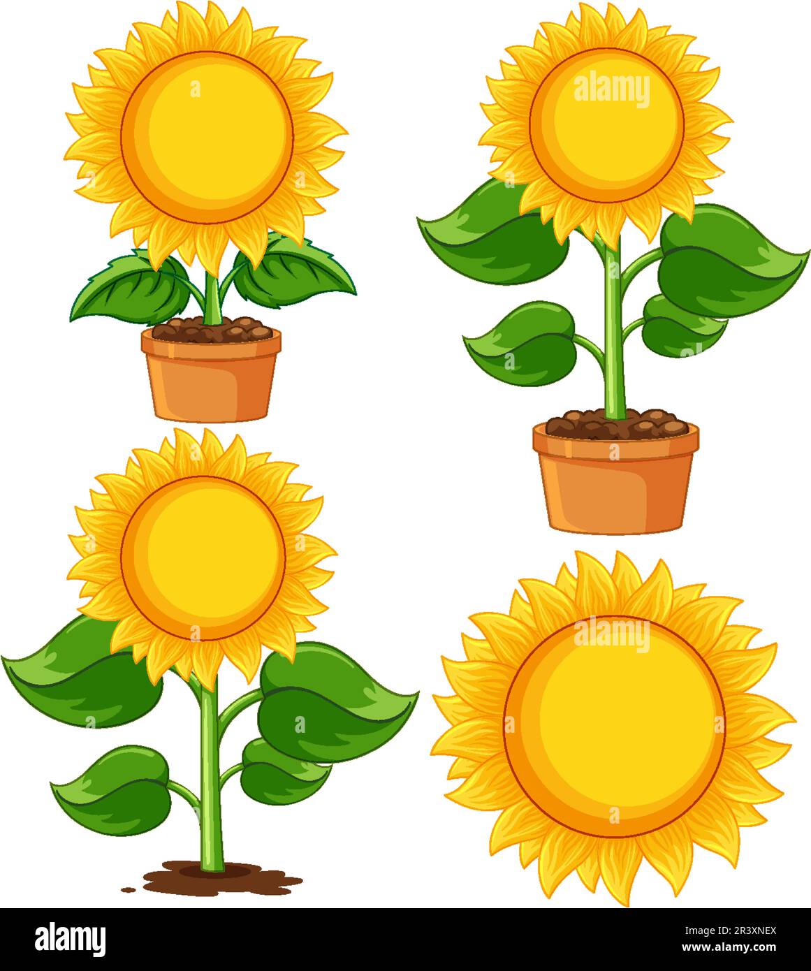 Sunflower plant in pot cartoon isolated illustration Stock Vector Image ...