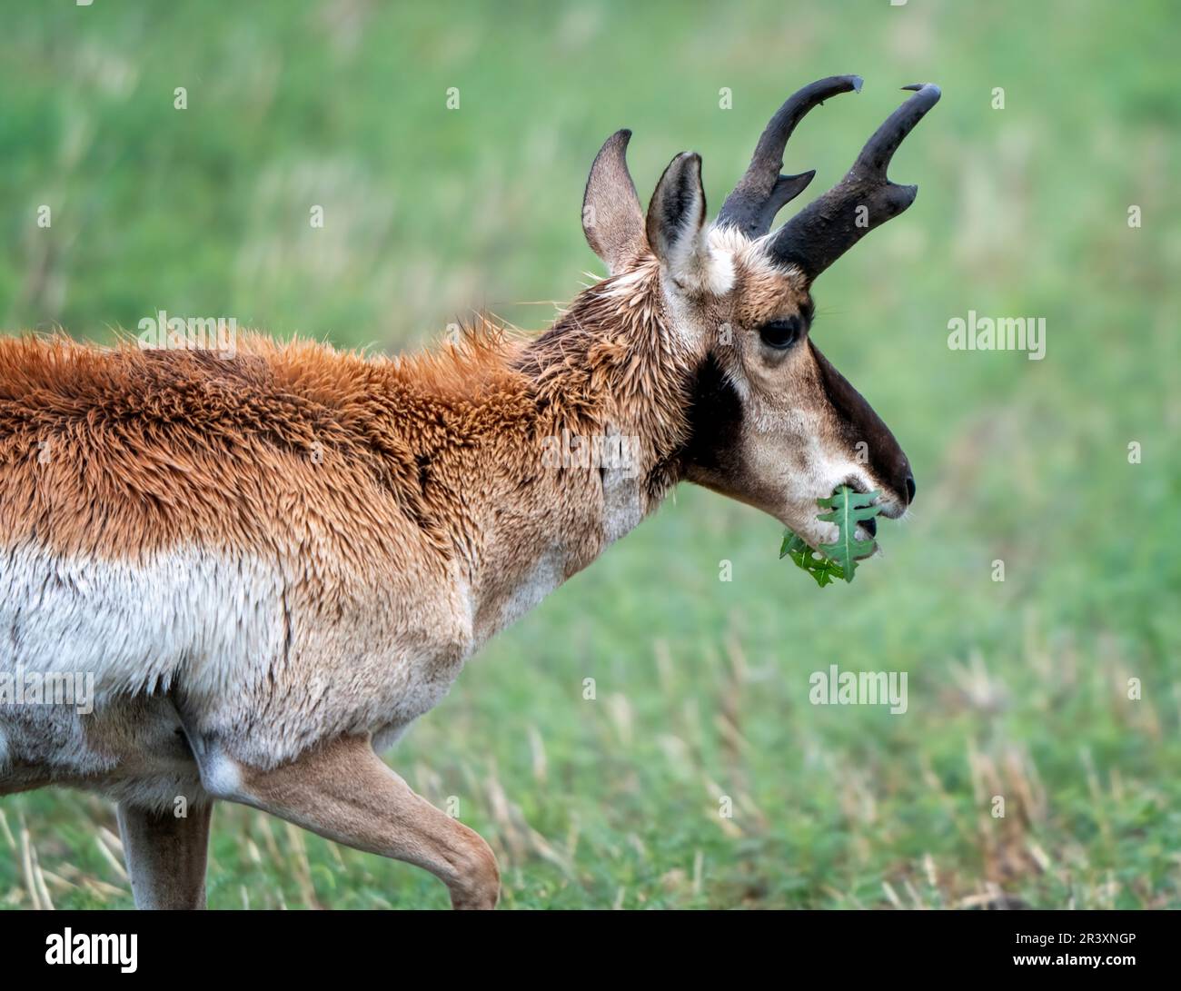 Pronghorn Antelope Prairies Stock Photo Alamy