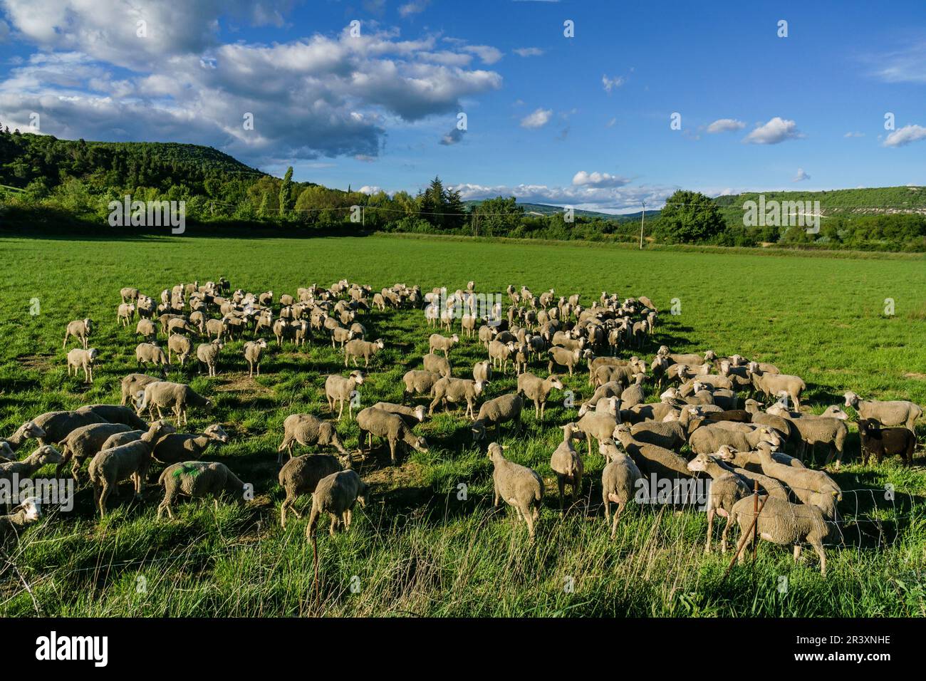 rebaño de ovejas,parque natural regional de Luberon,Provenza,Francia, Europa. Stock Photo