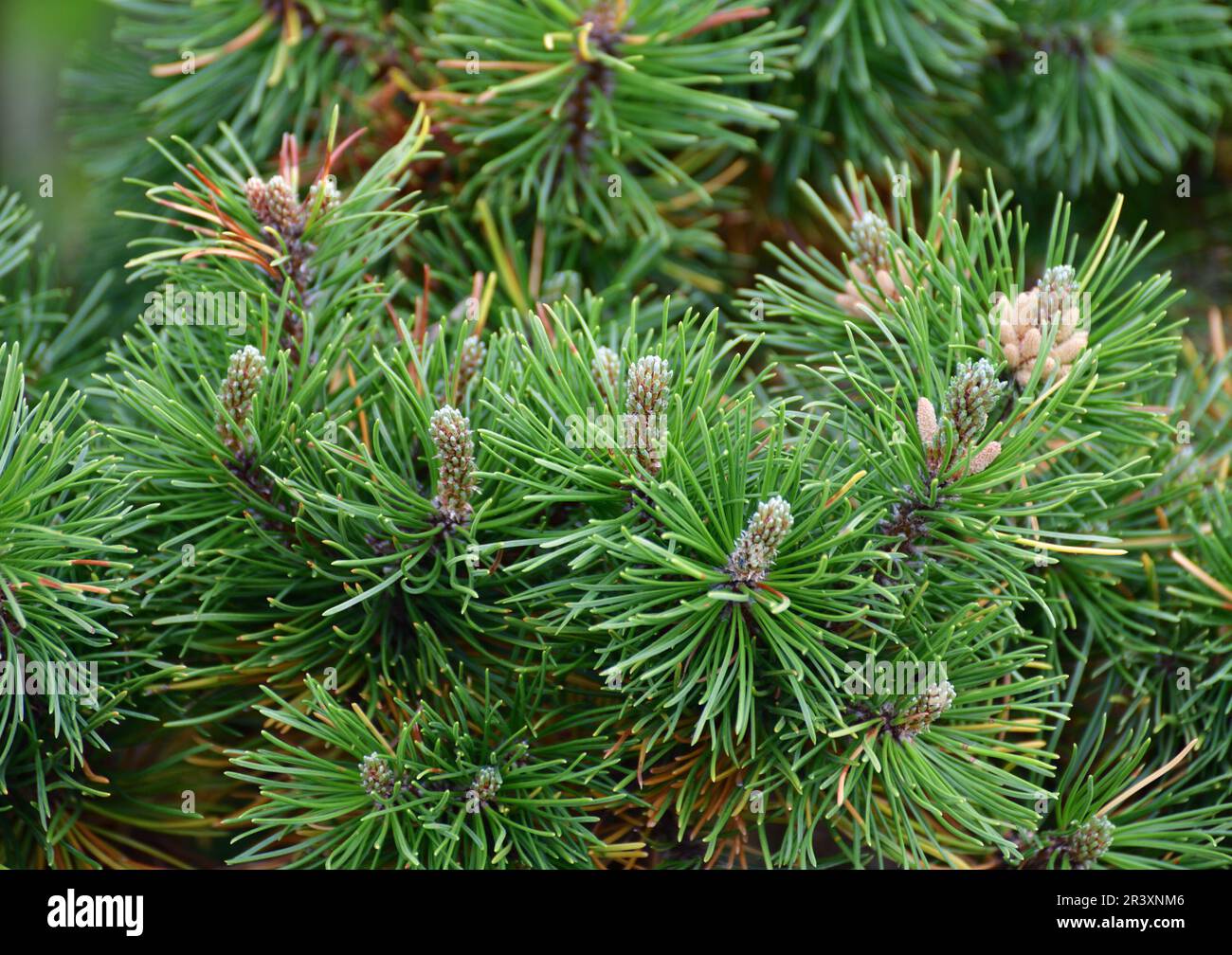 Mountain pine with cones in an early spring Stock Photo