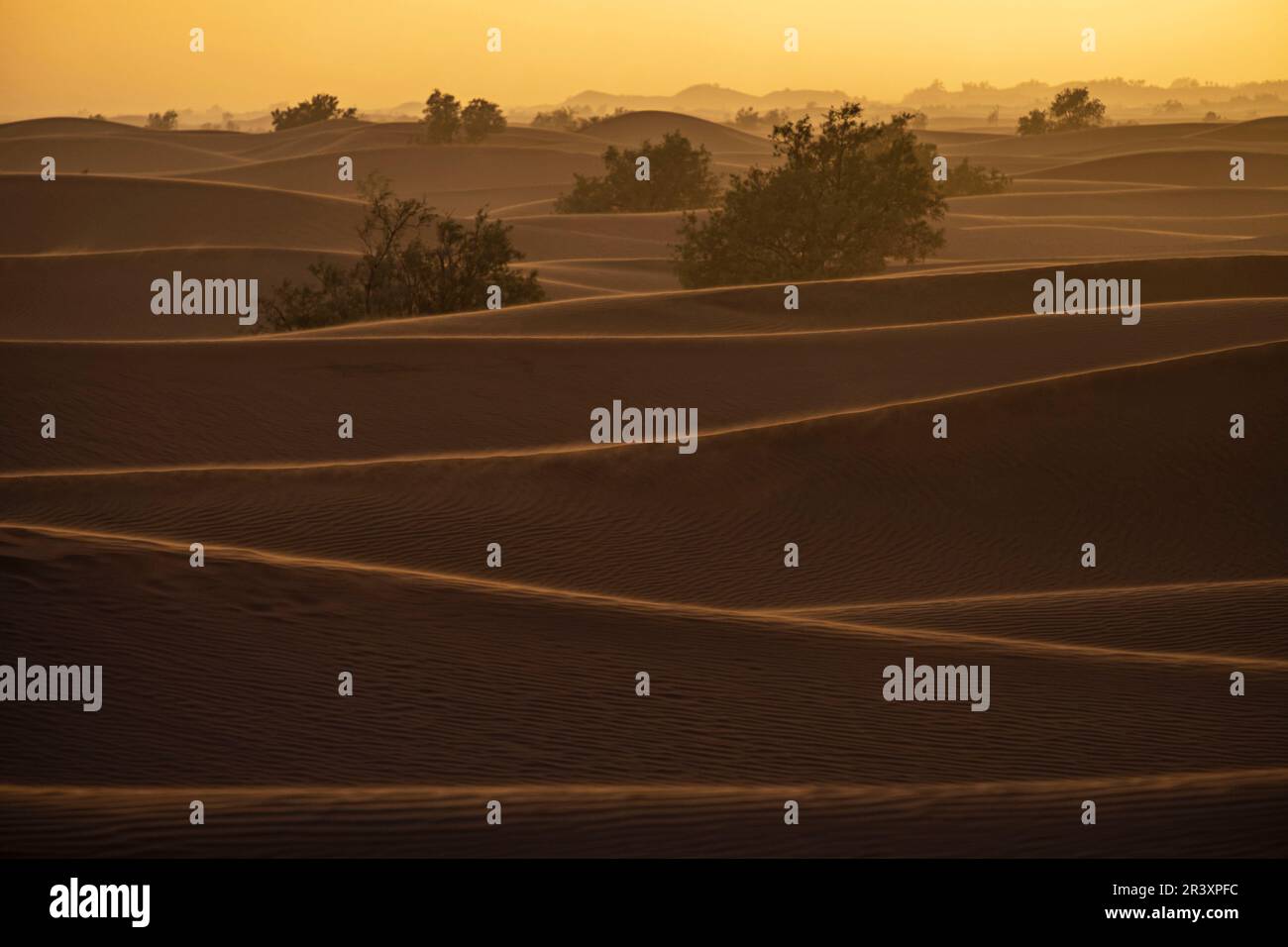 large dunes in M'Hamid, Zagora region, Morocco, Africa. Stock Photo