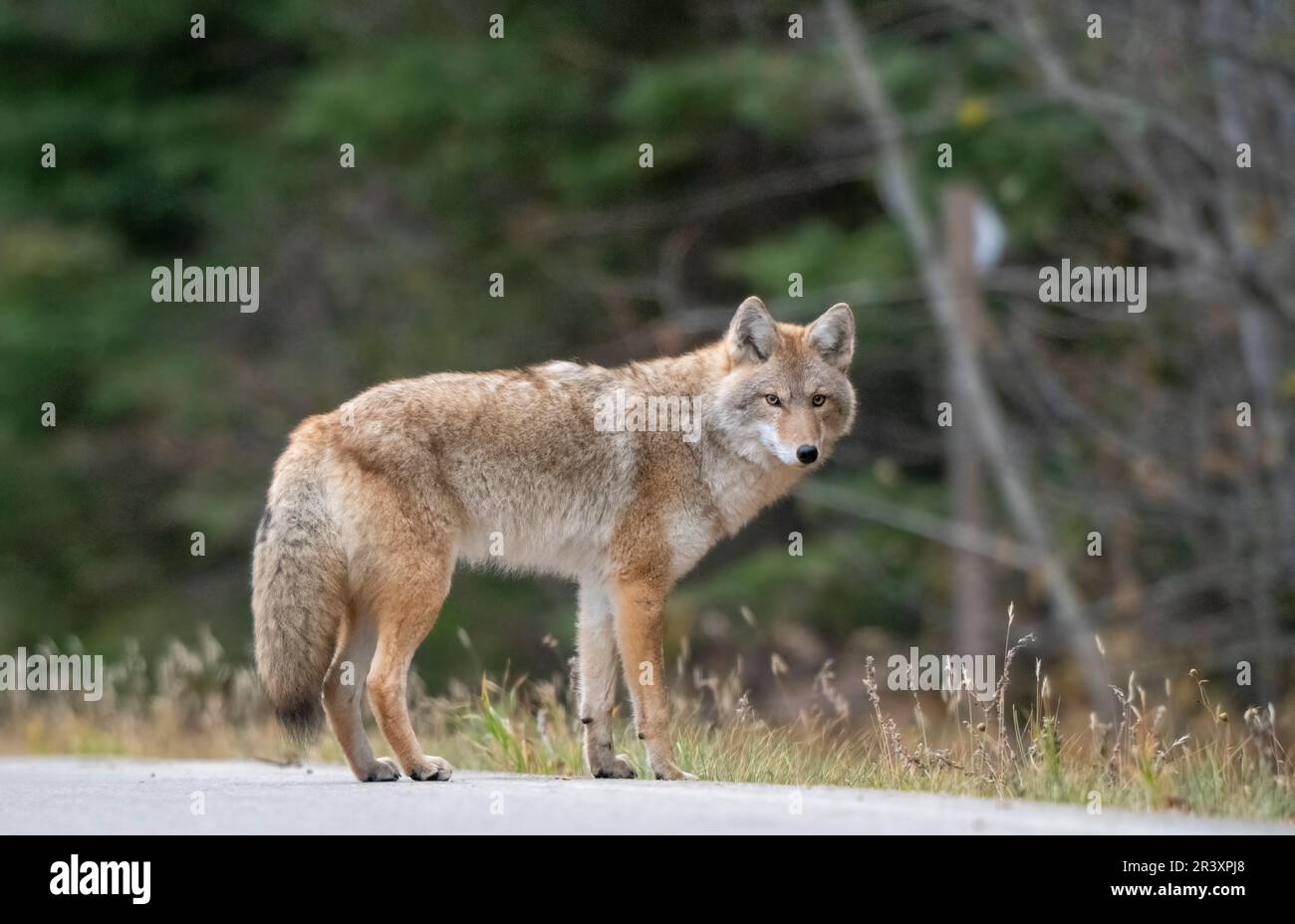 Wild Coyote Prairies Stock Photo