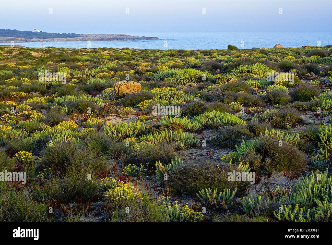 Primavera en mallorca hi-res stock photography and images - Alamy