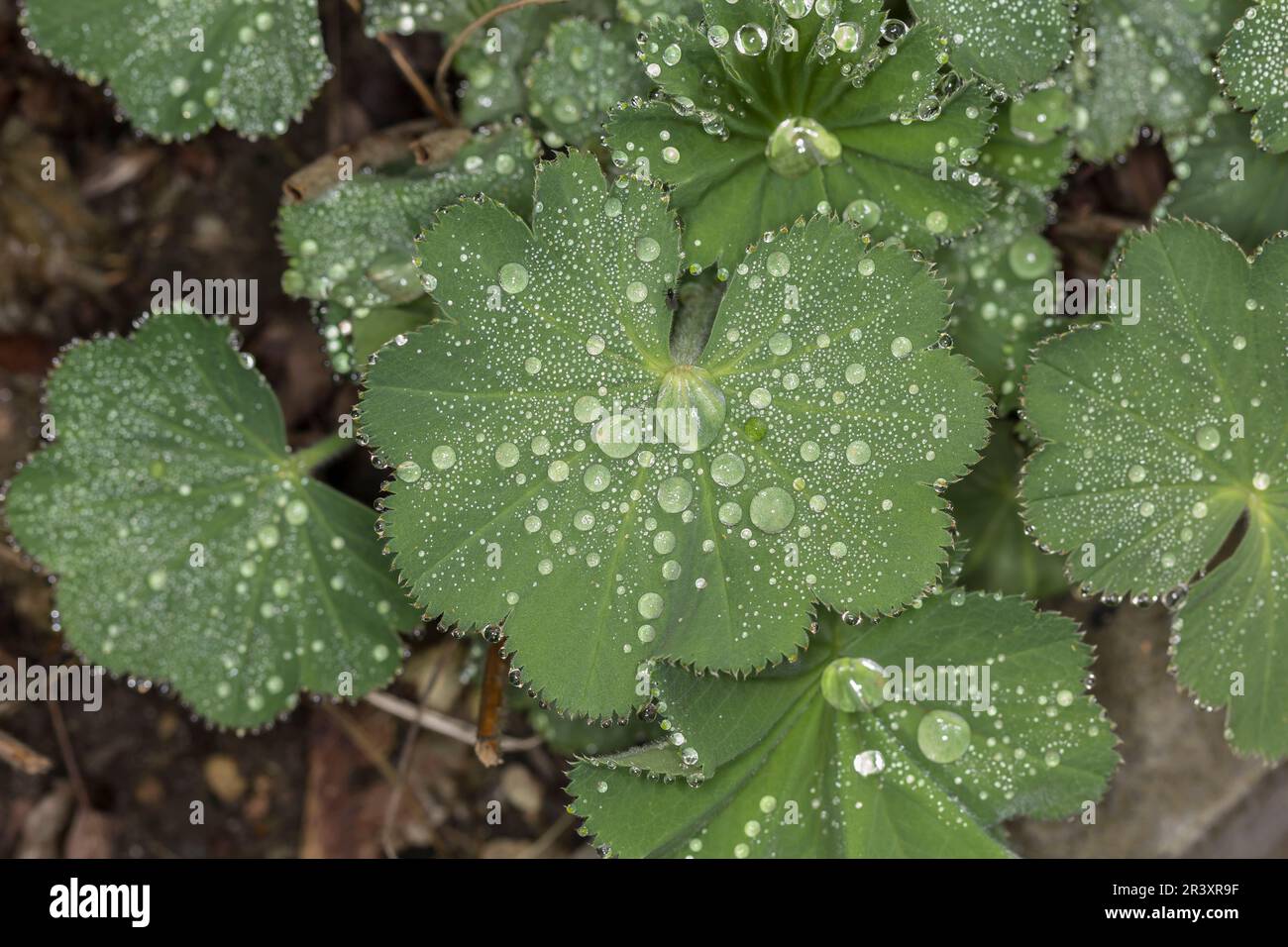 Ladys mantle plants hi-res stock photography and images - Alamy