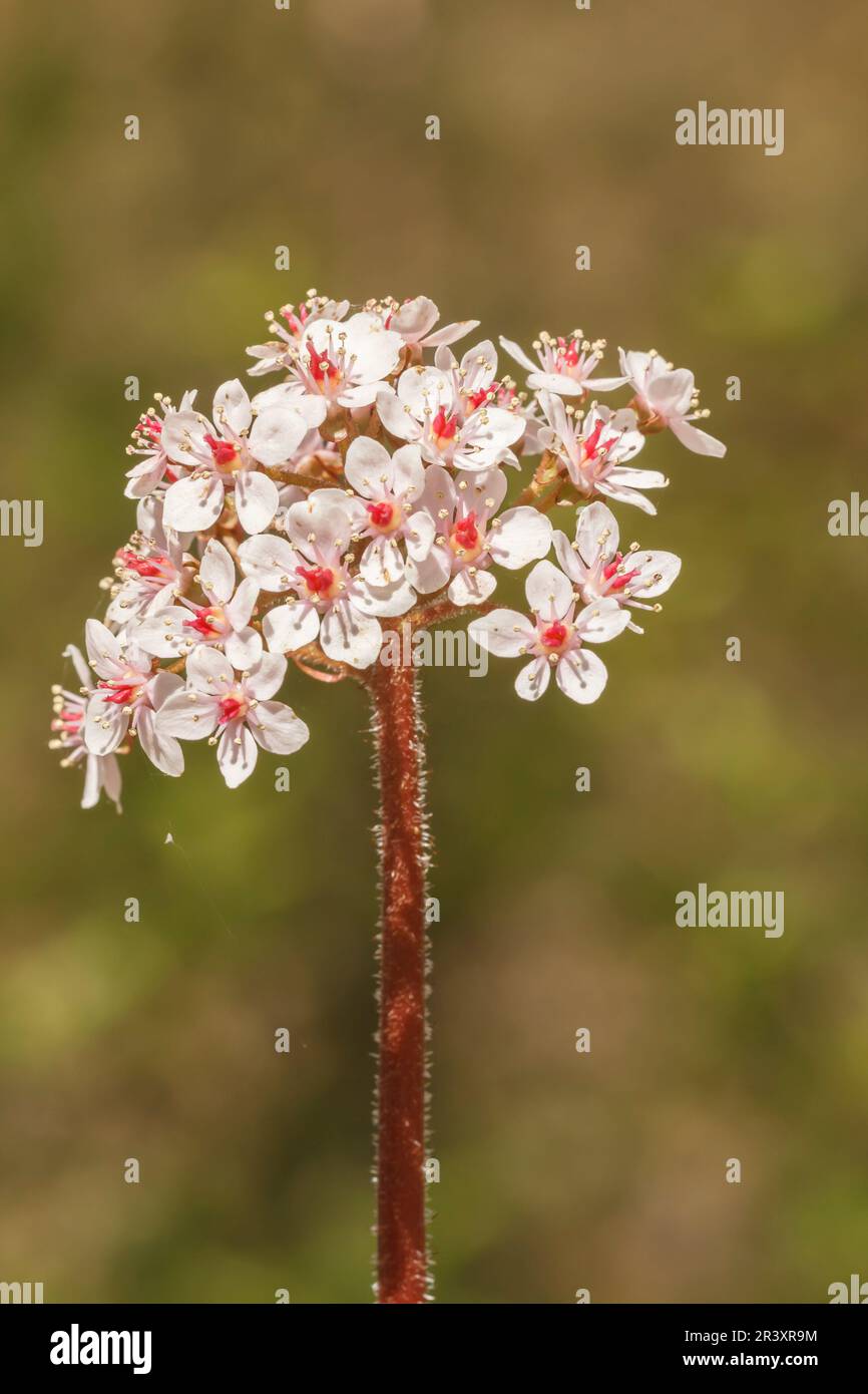 La Rhubarbe Indienne, Ou Plante Ombrelle (Darmera Peltata, Peltiphyllum - Foto 11
