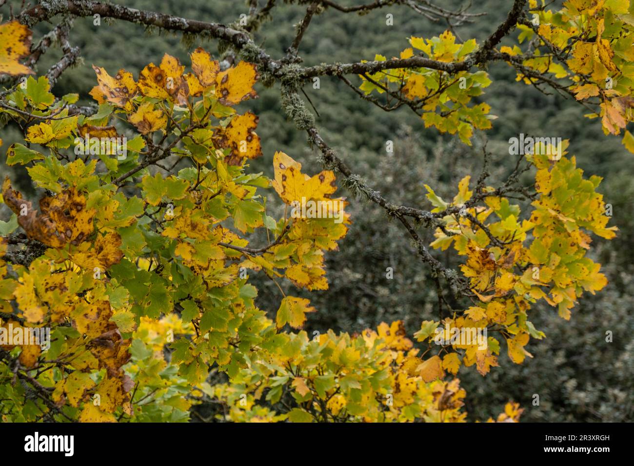 autumn maple, Acer opalus subsp. garnetnse , Ses Voltes d'En Galileu, Mallorca, Balearic Islands, Spain. Stock Photo
