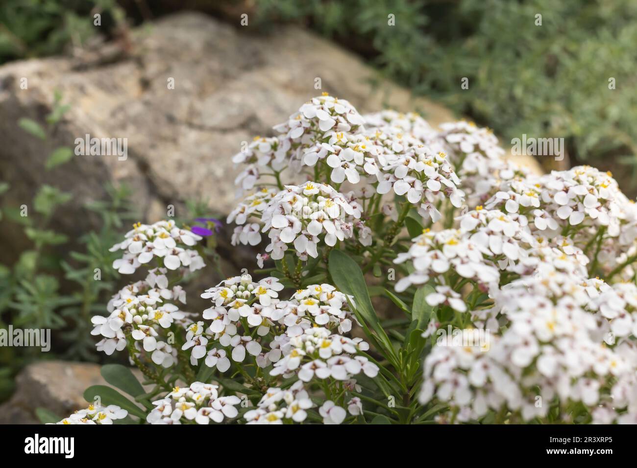 Iberis sempervirens, known as Candytuft, Evergreen candytuft, Perennial candytuft, Candy mustard Stock Photo