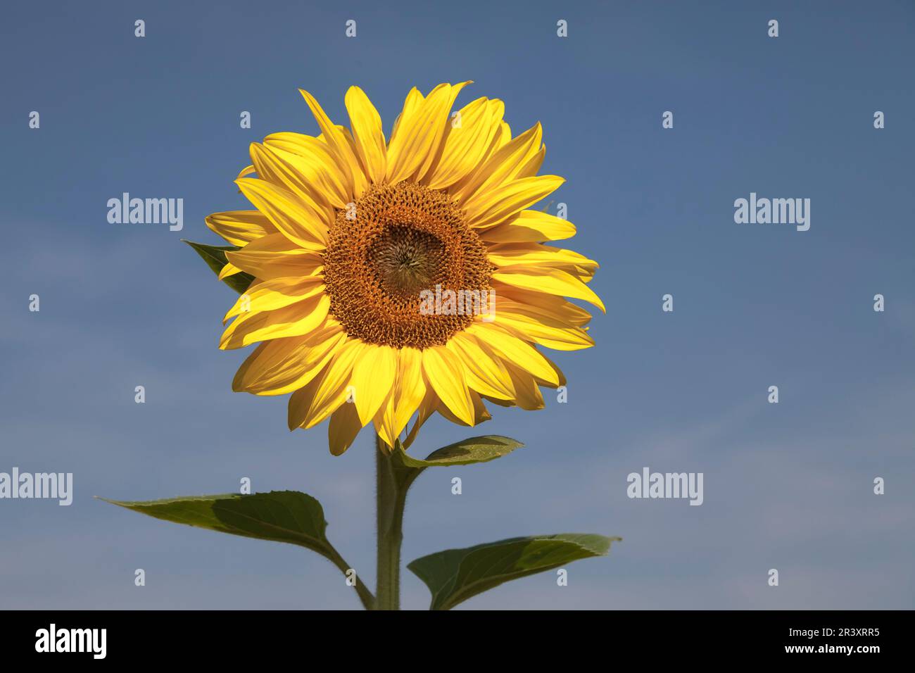 Helianthus annuus, Gewöhnliche Sonnenblume, Sonnenblume - Helianthus annuus, known as the Common sunflower, Sunflower, Mirasol Stock Photo