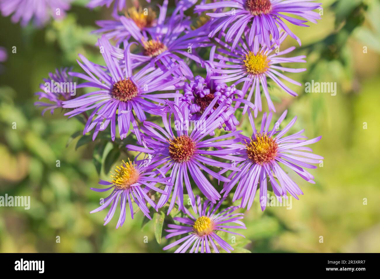 Aster novae-angliae, known as the New England Aster, Hairy Michaelmas daisy Stock Photo