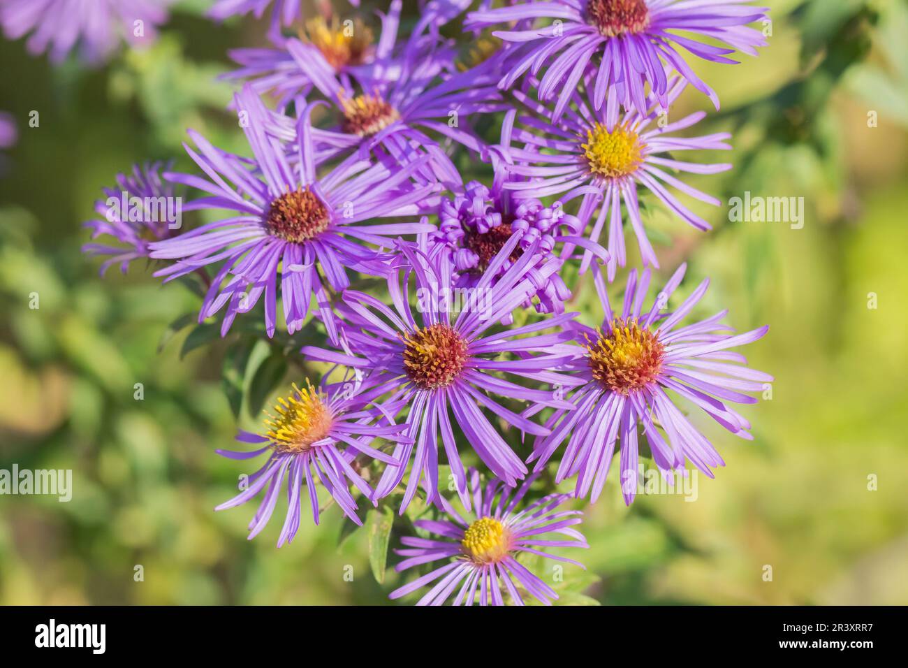 Aster novae-angliae, Symphyotrichum navae-angliae, Neuenglische Aster ...