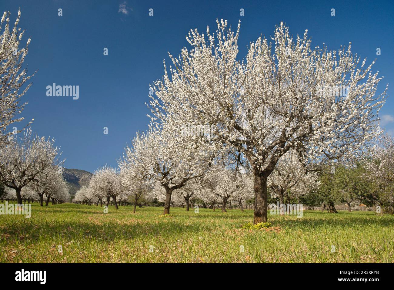 Almendros en flor, Prunus dulcis. S' Esglaieta. Mallorca.Islas Baleares. Spain. Stock Photo