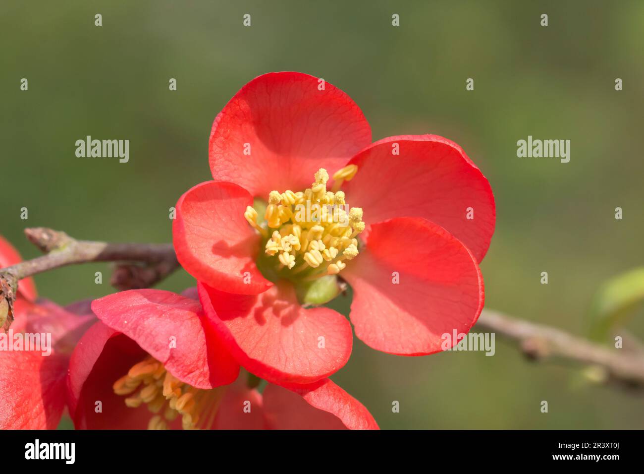 Chaenomeles japonica, known as Japanese quince, Quince, Flowering quince Stock Photo