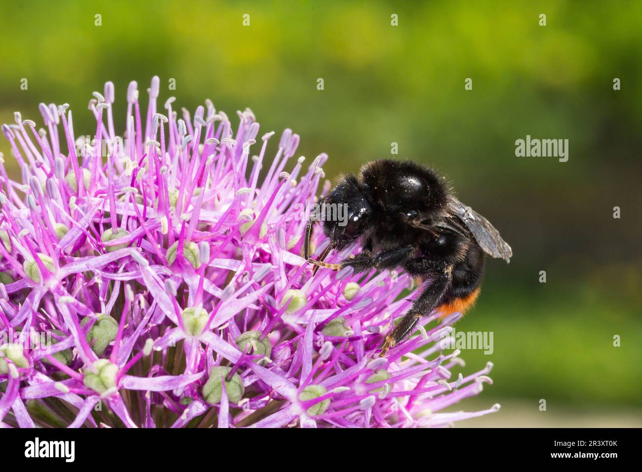 Allium rosenbachianum, known as ornamental leek in spring with bumblebee Stock Photo