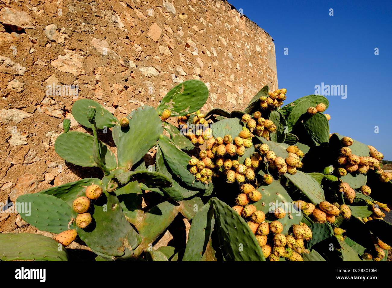 chumbera frente a una antigua casa de aperos, Ses Salines, Mallorca, balearic islands, spain, europe. Stock Photo