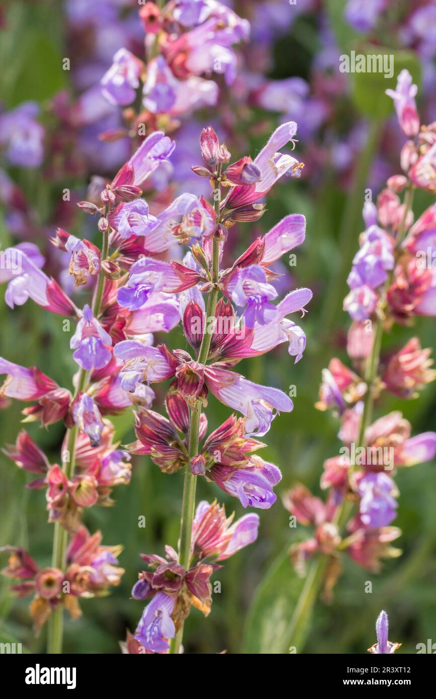 Salvia officinalis, known as Garden sage, Common sage, Culinary sage