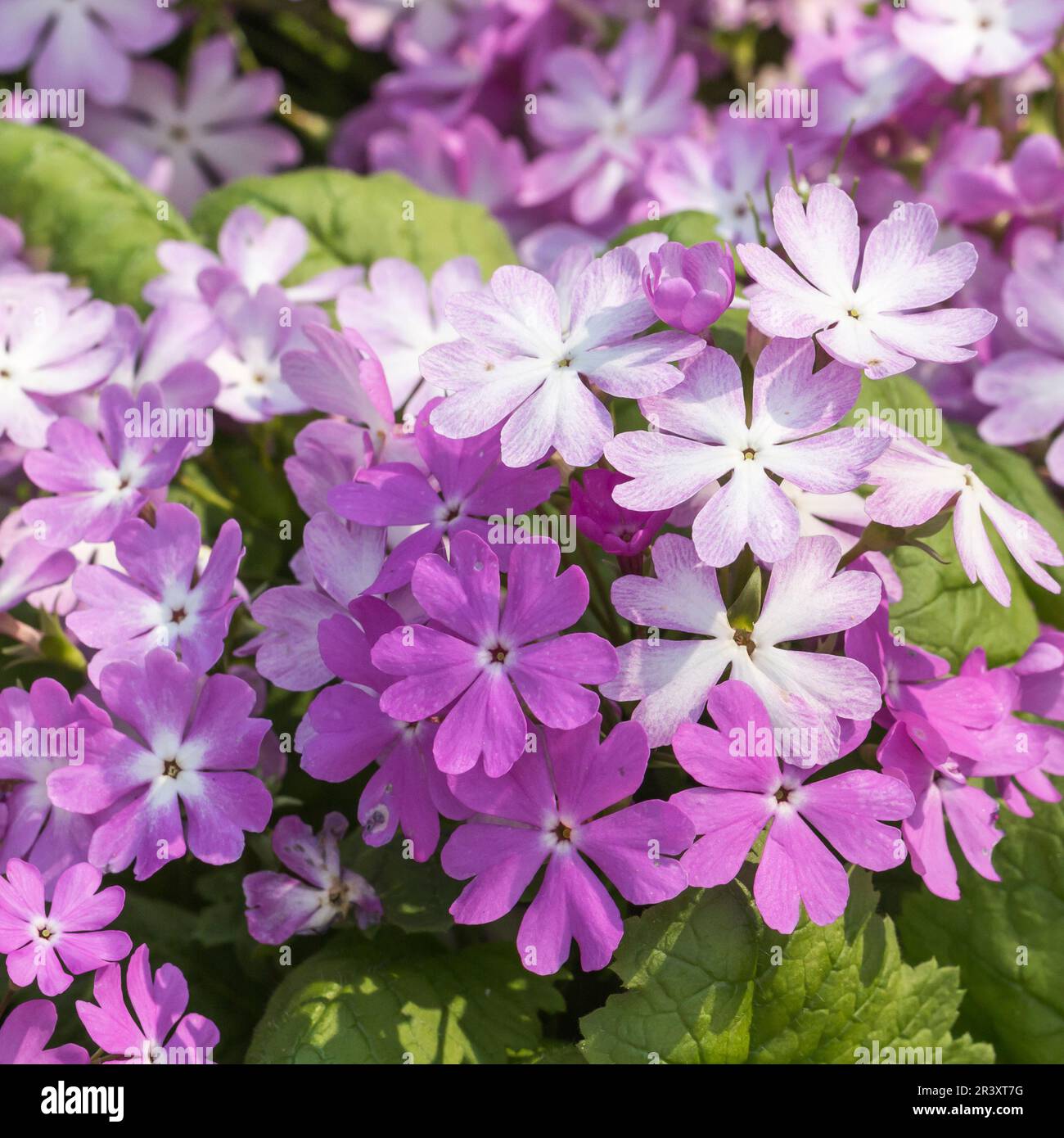 Primula sieboldii, known as the Japanese woodland primula, Japanese primrose Stock Photo
