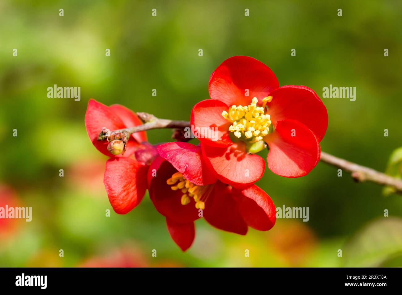 Chaenomeles japonica, known as Japanese quince, Quince, Flowering quince Stock Photo