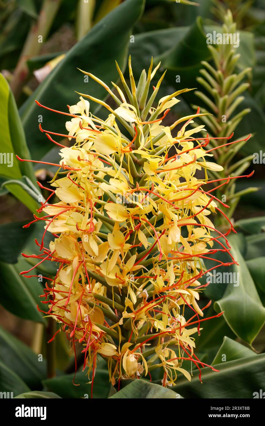 Hedychium gardnerianum, known as Kahili ginger, Yellow gingerlily, Ginger lily, Kahil Garland