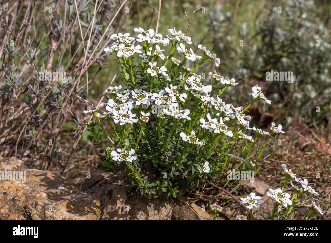 Iberis sempervirens, known as Candytuft, Evergreen candytuft, Perennial candytuft, Candy mustard Stock Photo