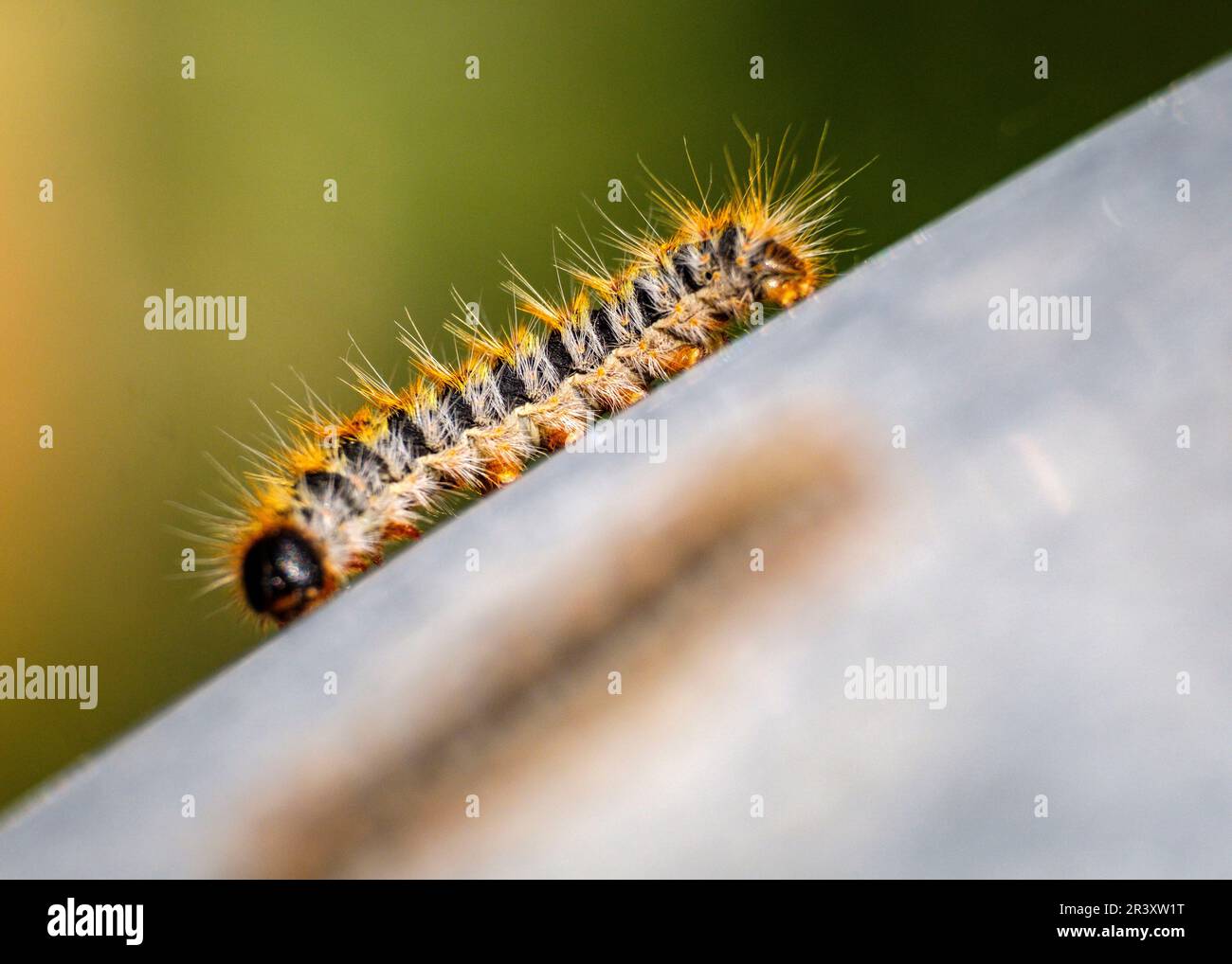Oruga procesionaria hi-res stock photography and images - Alamy