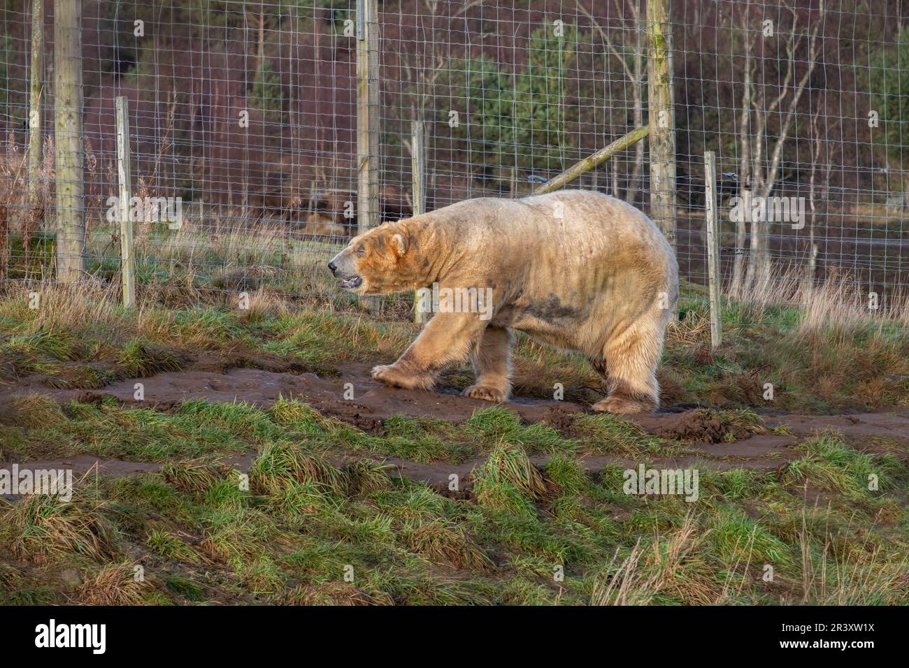 oso polar (Ursus maritimus), Highland Wildlife Park, kincraig, Parque Nacional Cairngorms, Escocia, Reino Unido. Stock Photo