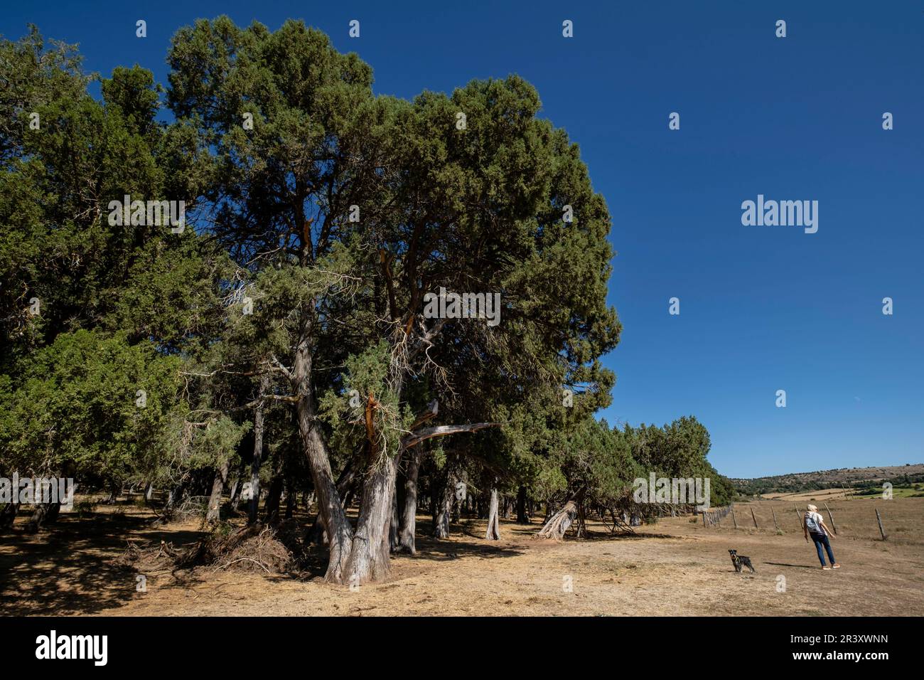 sabinas albares (Juniperus thurifera), Espacio Natural del Sabinar de Calatañazor, Soria, Comunidad Autónoma de Castilla, Spain, Europe. Stock Photo