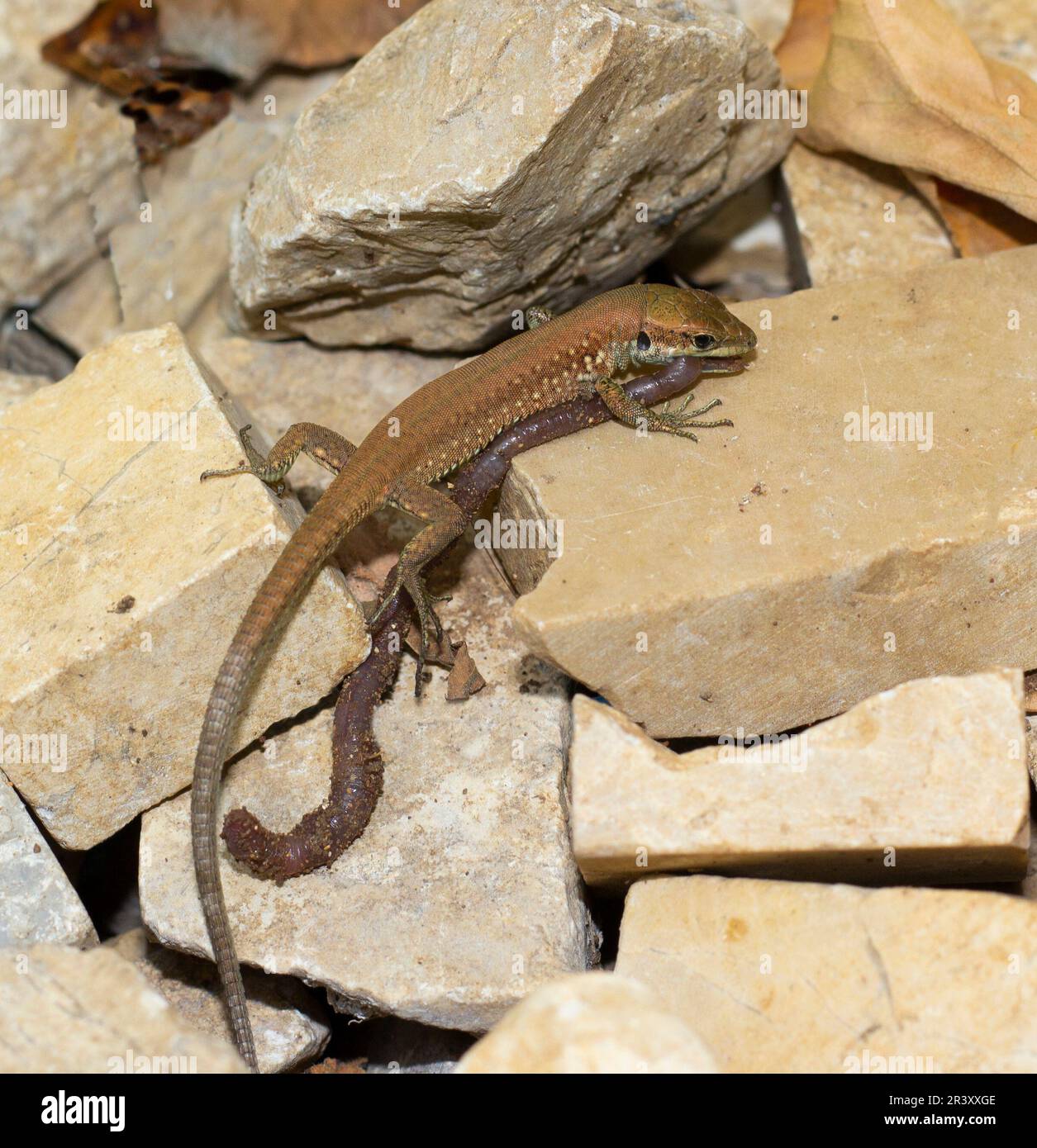 Closeup of a Lizard eating an earthworm Stock Photo Alamy