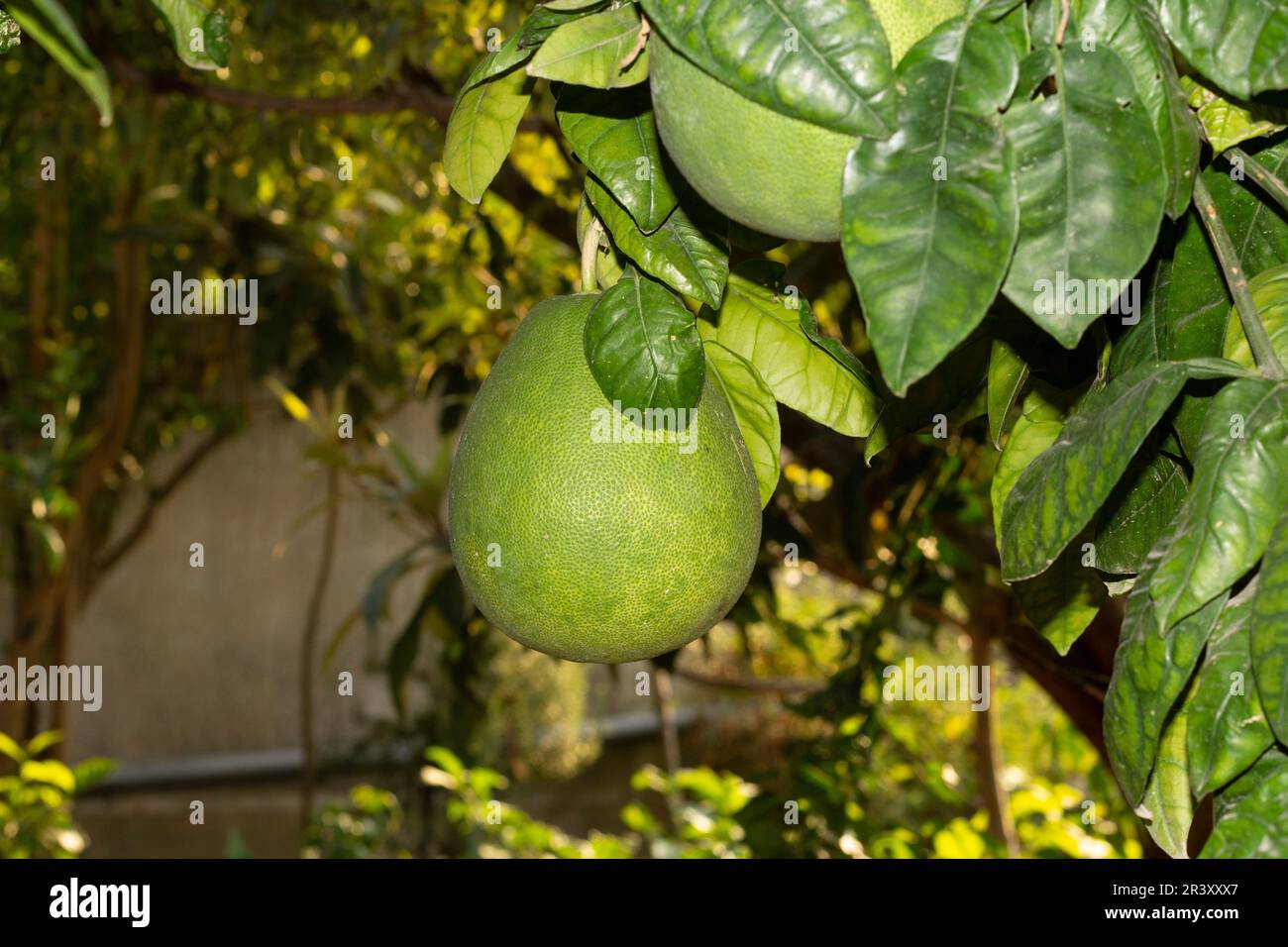 Pummelo or Shaddock (Citrus maxima Merr.)  natural (non-hybrid) citrus fruit. Stock Photo