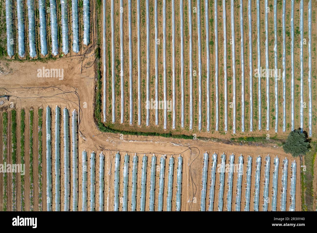Aerial drone view of greenhouses in a row, covered with a transparent film of growing vegetables and fruits. Food cultivation Farming, bio products. Stock Photo