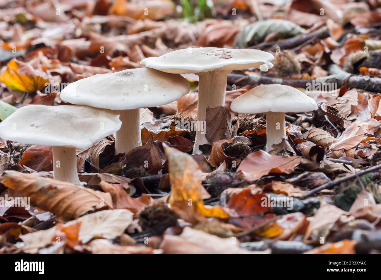 Clitocybe nebularis (Lepista nebularis), known as  the Clouded agaric, Cloud funnel Stock Photo