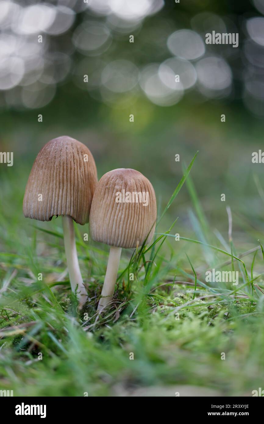 Coprinellus silvaticus (Coprinus silvaticus), mushrooms on a grassland Stock Photo