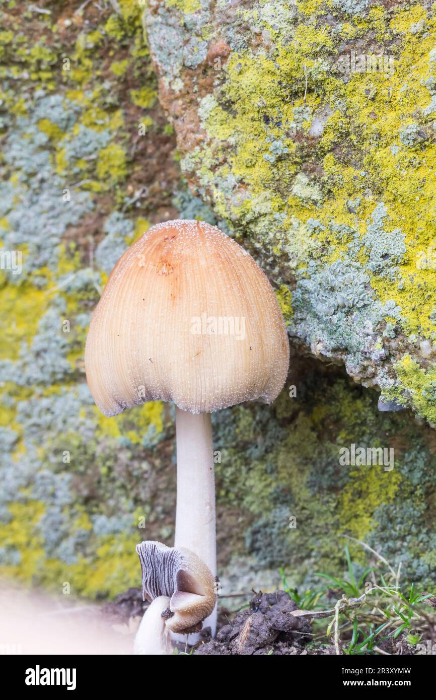 Coprinellus micaceus (Coprinus micaceus), known as Mica cap, Shiny cap, Glistening inky cap Stock Photo