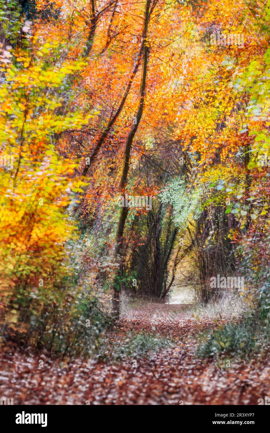 Vertical shot forest road hi-res stock photography and images - Alamy