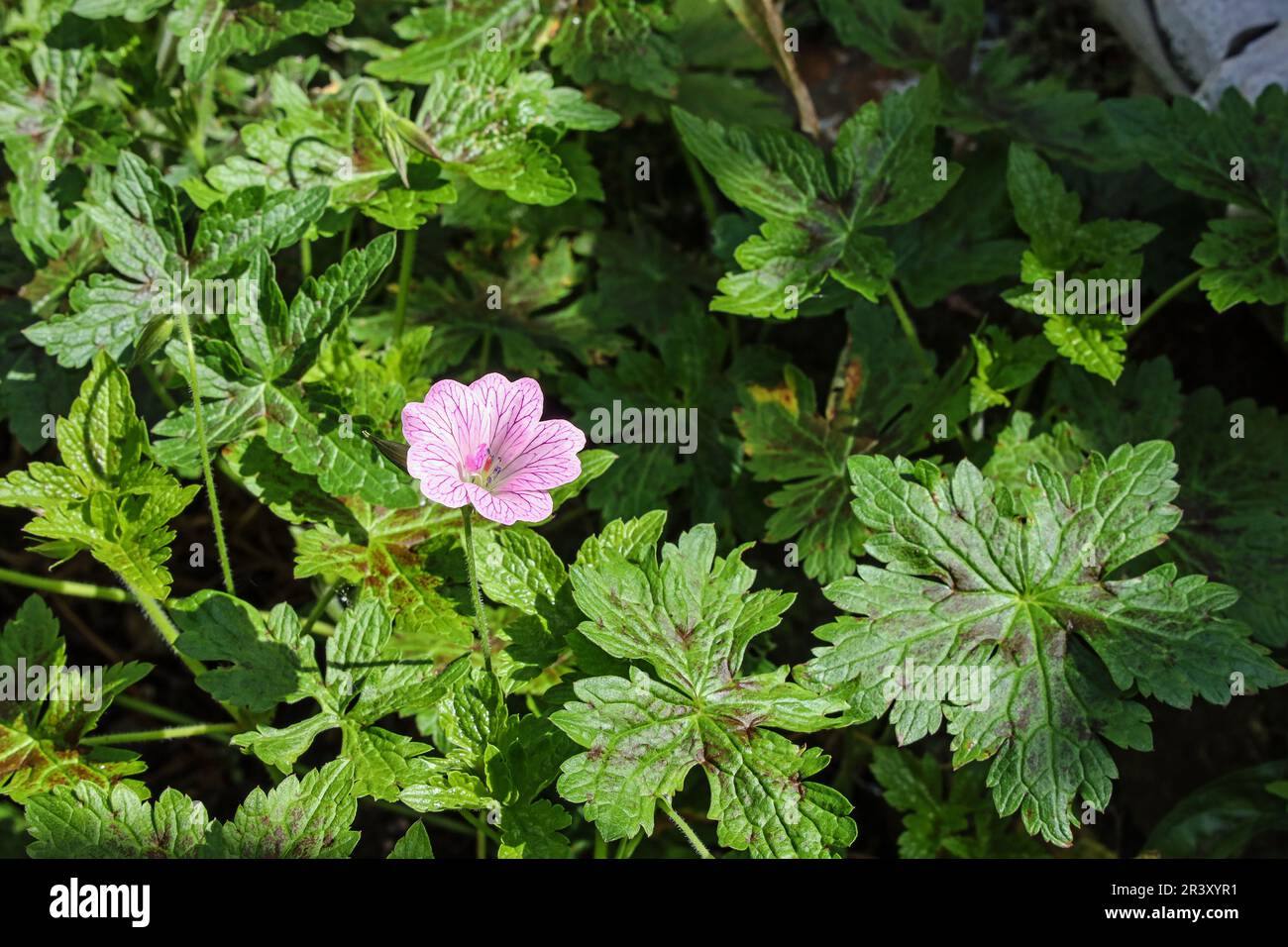 A single detailed pinky purplish Geranium in a bed of leaves, with lots of copy space and croppability Stock Photo