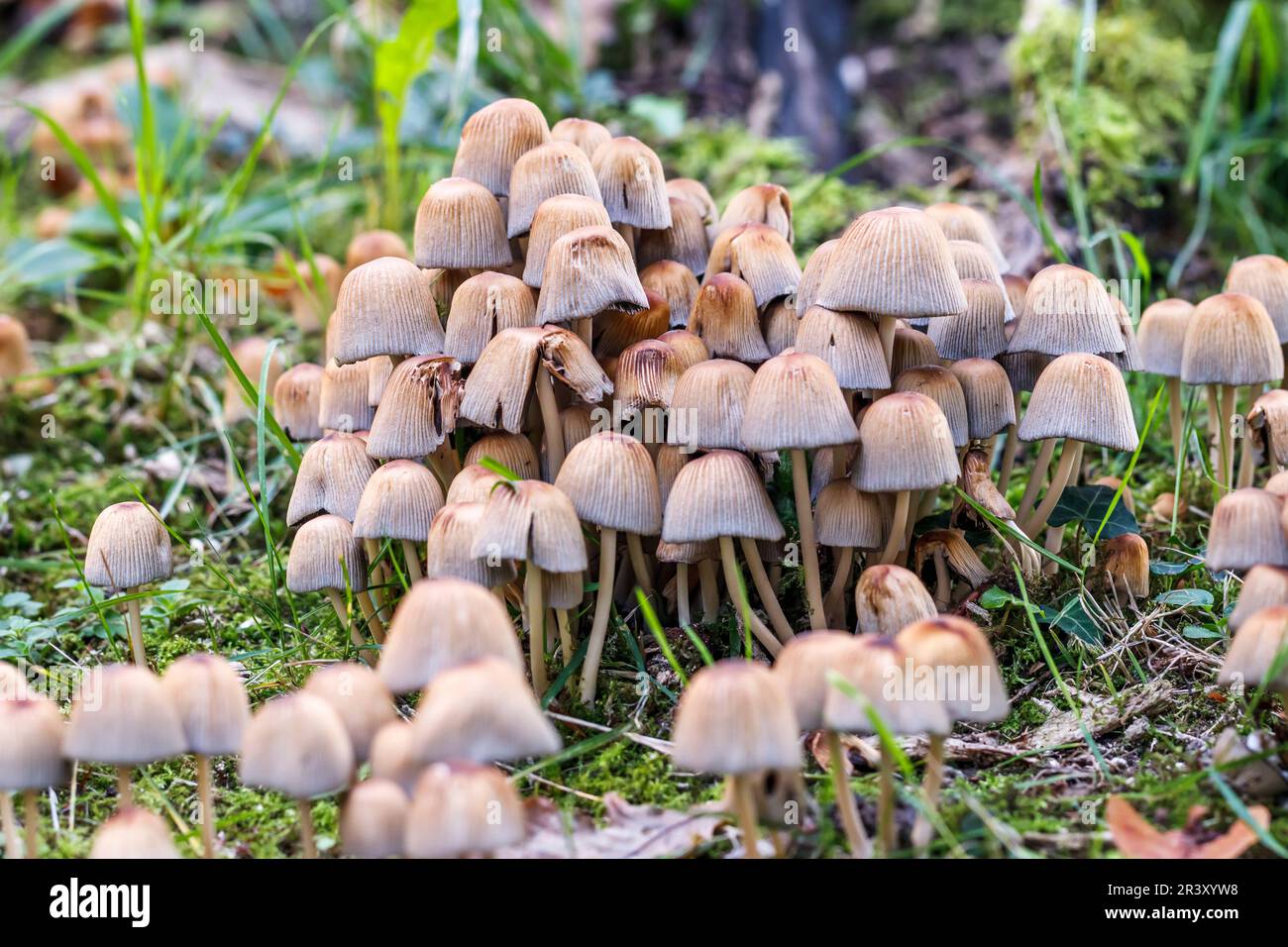 Coprinellus silvaticus (Coprinus silvaticus), mushrooms on a grassland Stock Photo